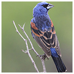 Blue-grosbeak_Jeremy-Busby